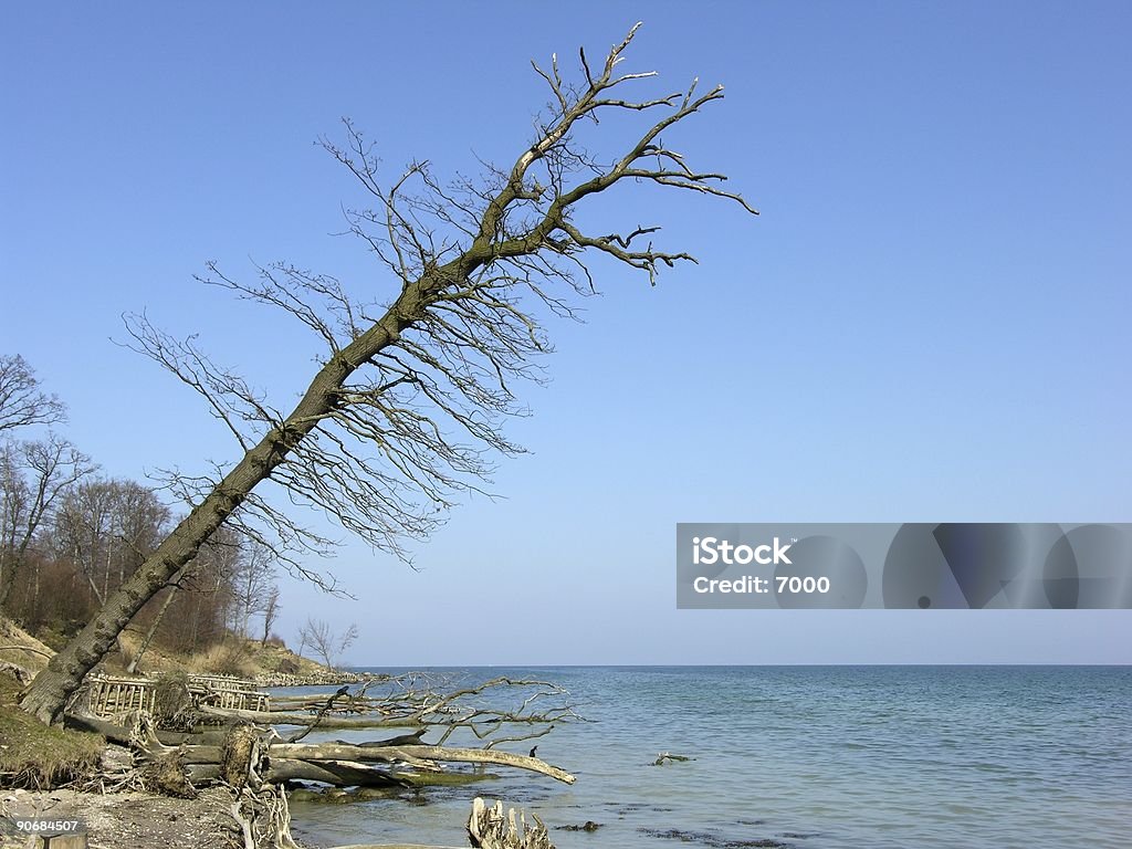 Forest Dieback - Lizenzfrei Baum Stock-Foto