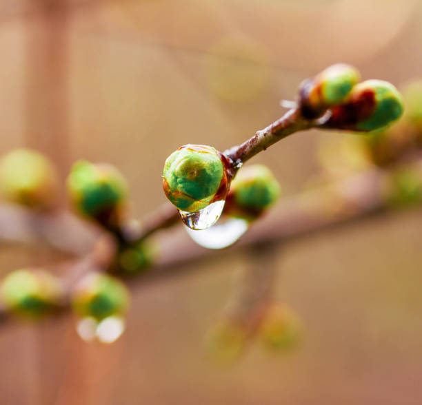 istock a droplet of water after a spring rain on the buds budding tree, selective focus a shallow depth of field macro photo 906846260