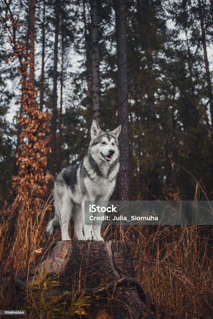 Alaskan Malamute in the forest like a wolf Animal Stock Photo