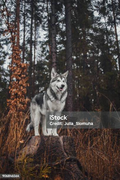 Alaskan Malamute In The Forest Like A Wolf Stock Photo - Download Image Now - Animal, Animal Hair, Autumn