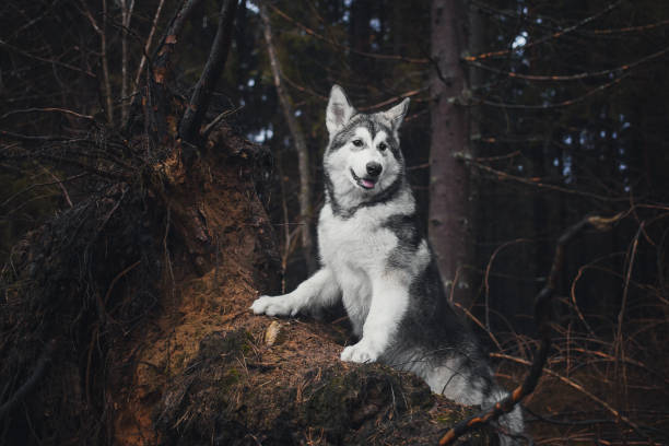 istock Alaskan Malamute in the forest like a wolf 906846670