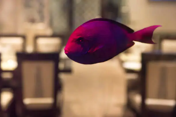 Close up beautiful violet fish swimming in aquarium in restaurant