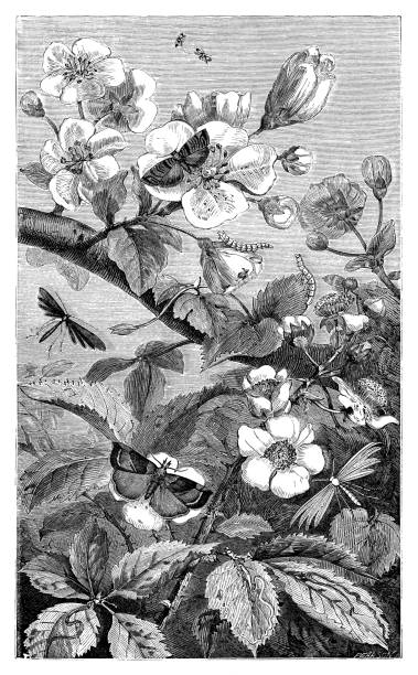 ilustraciones, imágenes clip art, dibujos animados e iconos de stock de polillas en manzano - victorian style engraved image lepidoptera wildlife