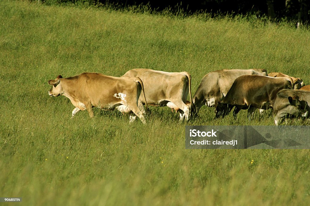 Rebaño de vacas - Foto de stock de Ganado domesticado libre de derechos