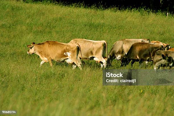 Rebaño De Vacas Foto de stock y más banco de imágenes de Ganado domesticado - Ganado domesticado, Abuso de niños, Agricultura