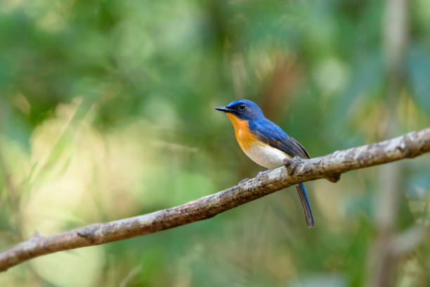 istock Male Tickell's blue flycatcher perching on tree branch with green bokeh background , Thailand 906851390