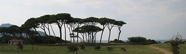 pinheiros de pedra - parasol pine tuscany beach silhouette - fotografias e filmes do acervo