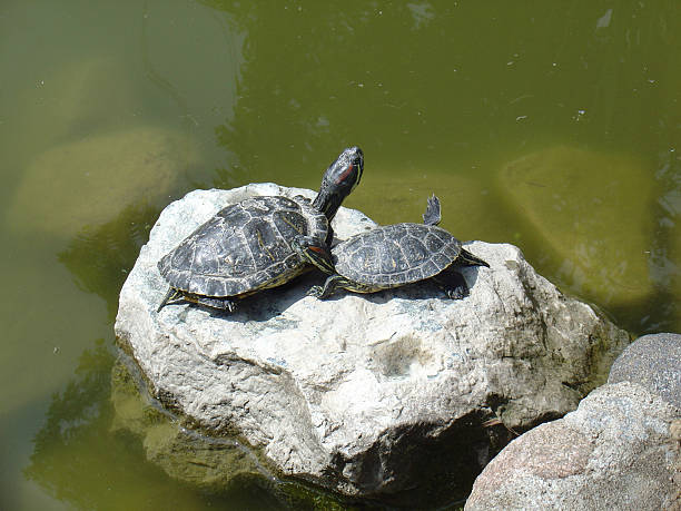two turtles enjoying life stock photo