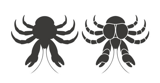 Coconut crab silhouette. Isolated crab on white background EPS 10. Vector illustration coconut crab stock illustrations