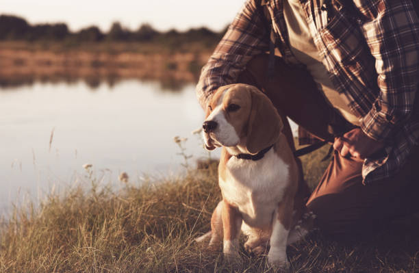 istock Man with dog enjoying nature 906854056
