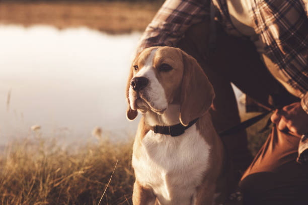 istock Man with dog enjoying nature 906854072