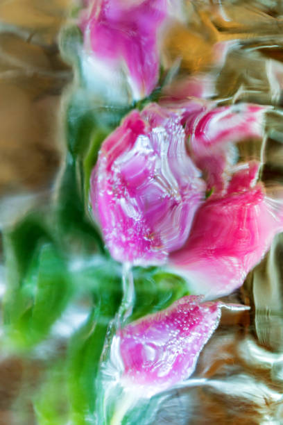 istock Decorative bunch of tulips in ice 906854364