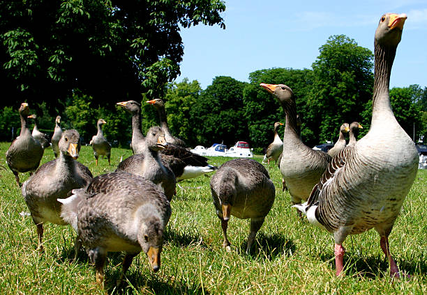 istock Family of geese 90685612