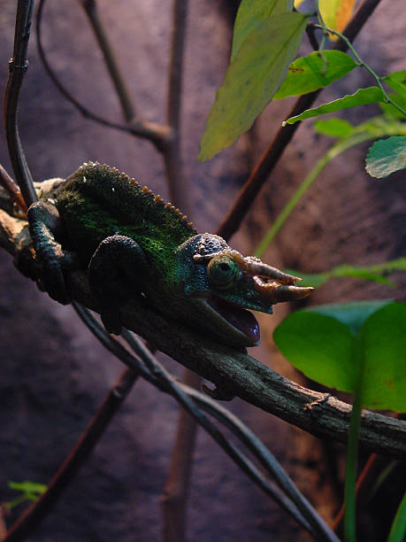 Jackson's Chameleon stock photo