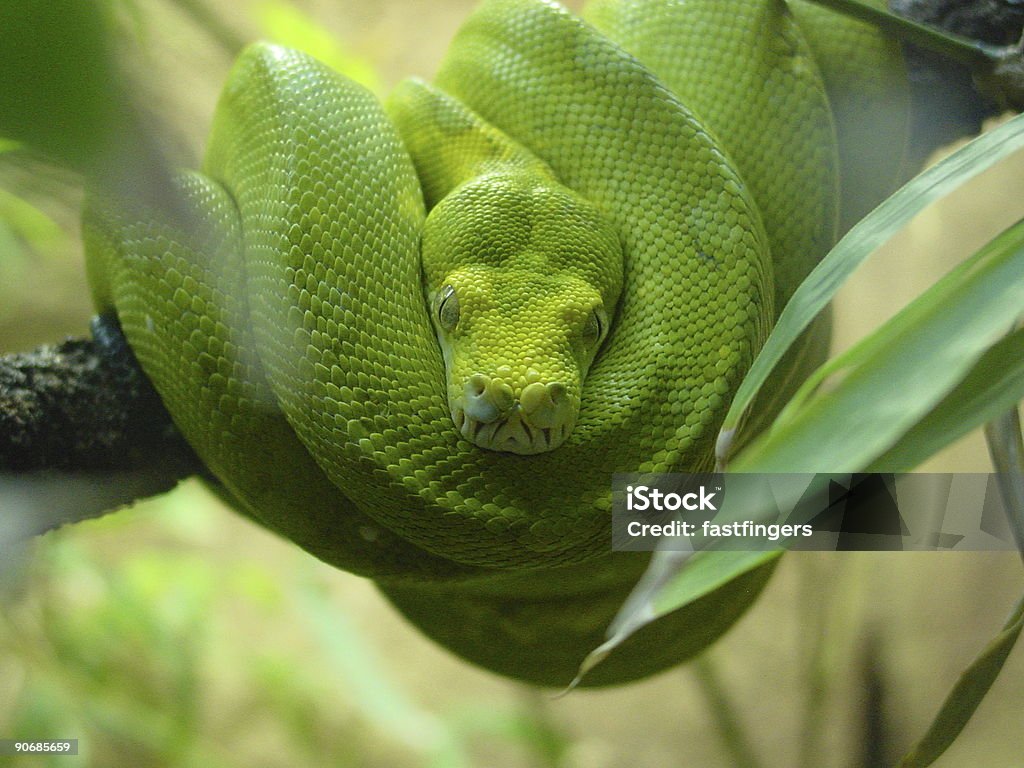 Serpente verde (a spirale up - Foto stock royalty-free di Albero