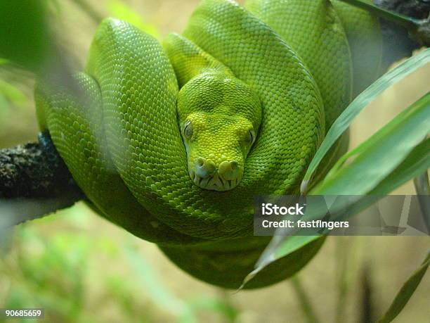 Serpente Verde A Spirale Up - Fotografie stock e altre immagini di Albero - Albero, Animale a sangue freddo, Colore verde