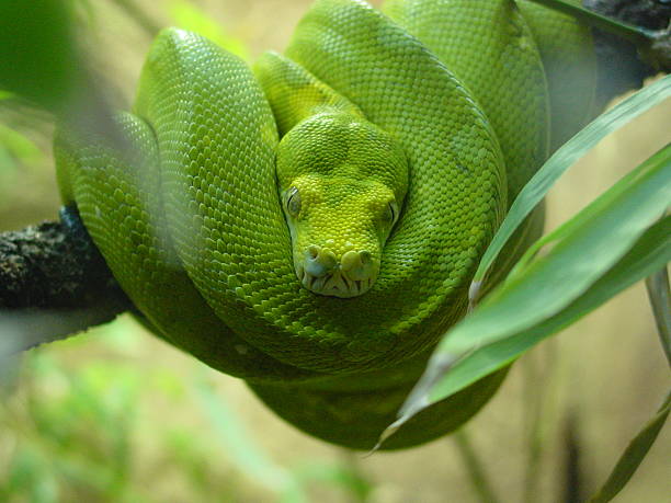 Green Snake (coiled up) stock photo