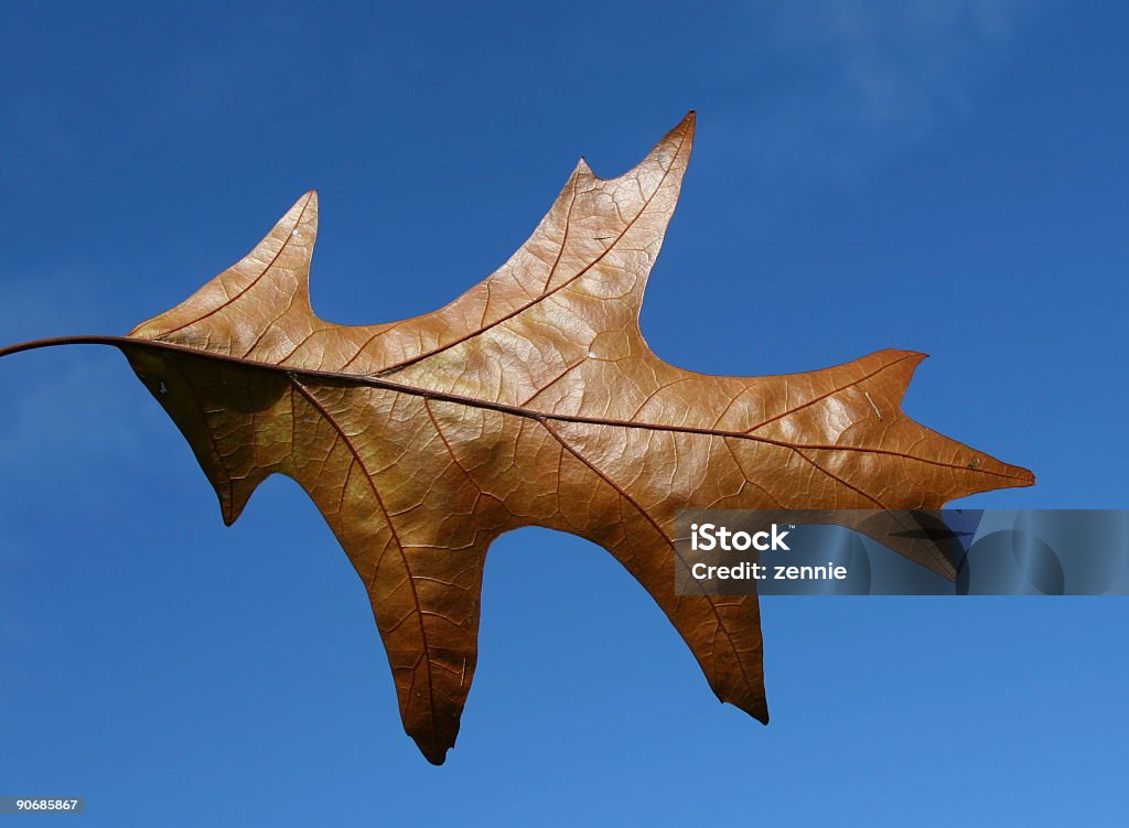 Folha de Carvalho em céu azul - Foto de stock de Alto contraste royalty-free