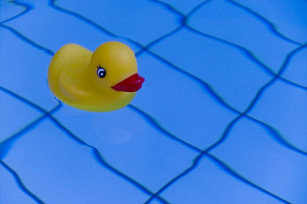 Like a duck in the water stock photo