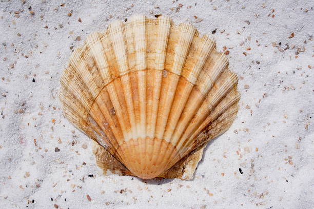 coquille sur la plage de sable - beach coral close up water photos et images de collection