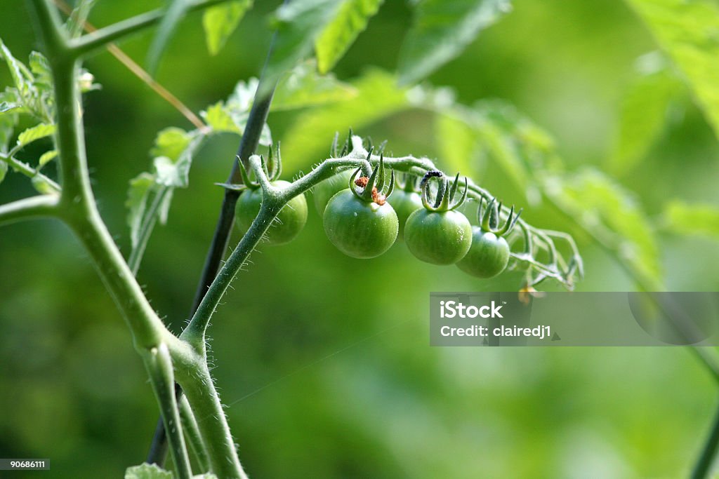 Grüne Tomaten - Lizenzfrei Botanik Stock-Foto
