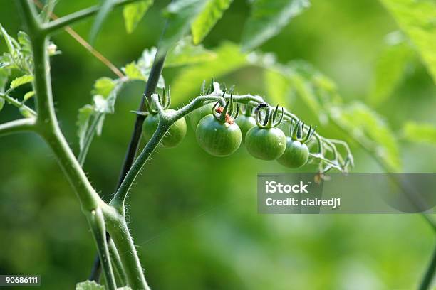 Zielone Pomidory - zdjęcia stockowe i więcej obrazów Bez ludzi - Bez ludzi, Botanika, Fotografika