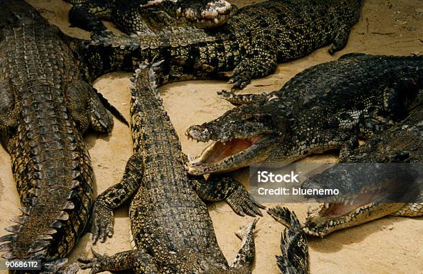 Krokodylowate - zdjęcia stockowe i więcej obrazów Aligator - Aligator, Bez ludzi, Fotografika
