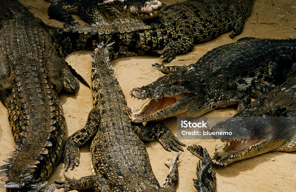 Crocodilos - Foto de stock de Afiado royalty-free