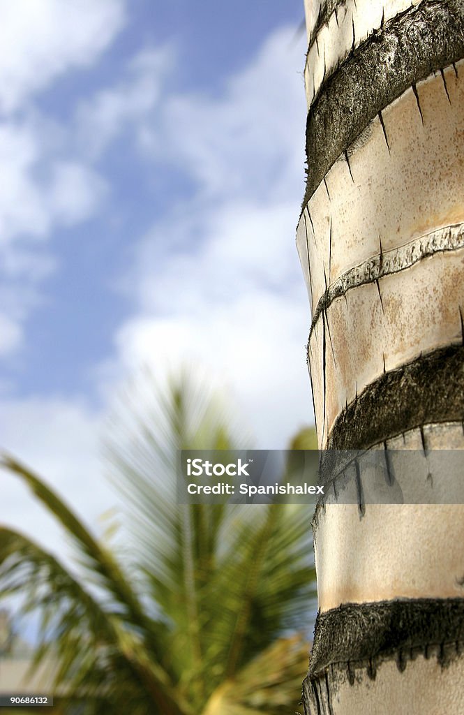 Tropische abstrakte - Lizenzfrei Baum Stock-Foto