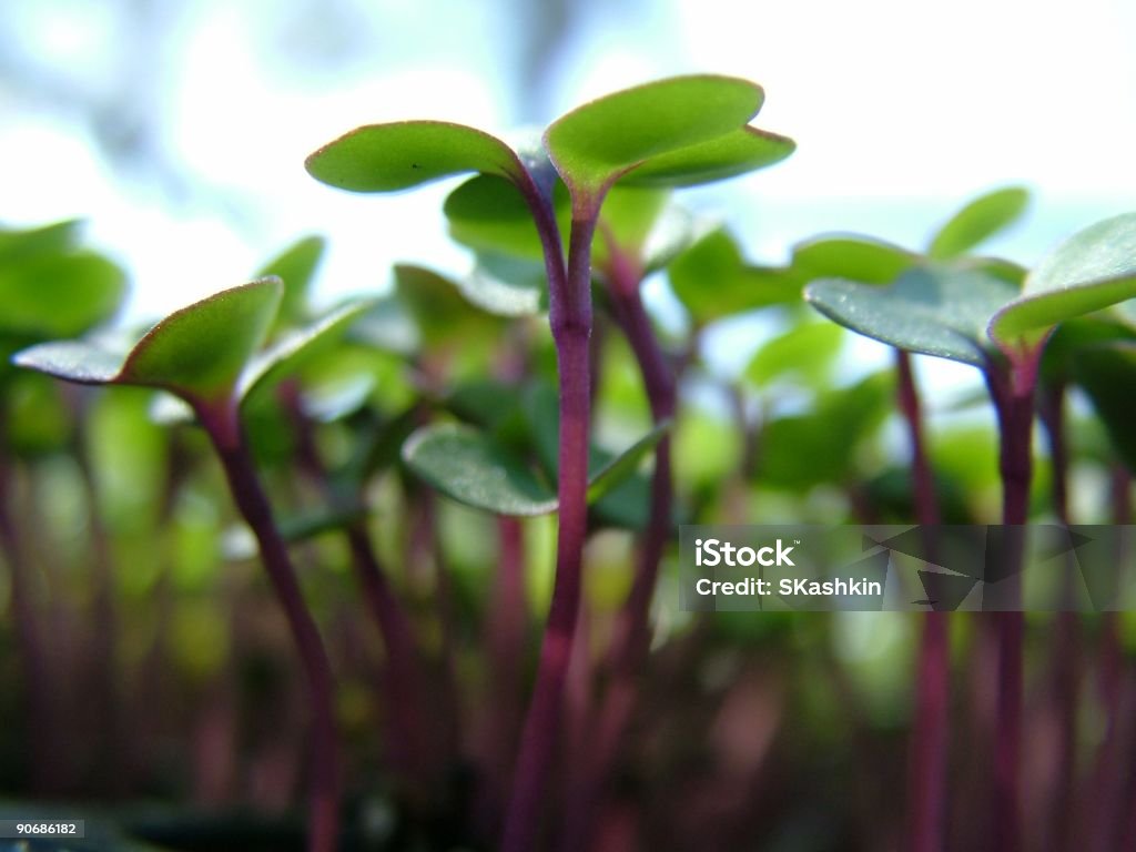 Violet - Photo de Aliment libre de droits