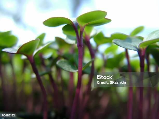 Violetto - Fotografie stock e altre immagini di Cibo - Cibo, Giustizia, Aiuola