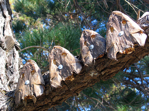 flathead heads nailed to a tree stock photo