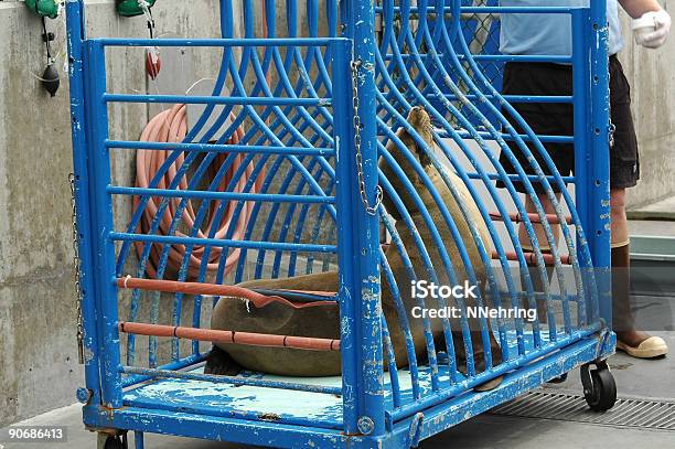 Rescued Sea Lion Stock Photo - Download Image Now - Sea Lion, Cage, Animal