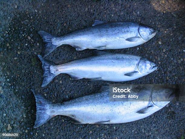 Tres Peces Muertos Foto de stock y más banco de imágenes de Agua - Agua, Alimento, Azul