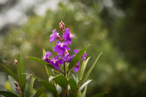 Tibouchina granulosa (Portuguese: quaresmeira) is a pioneer Brazilian tree, from the Atlantic Forest, mainly from the dense ombrophilous forest of the Atlantic slope