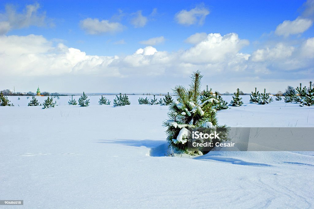 Junge pine im Schnee - Lizenzfrei Baum Stock-Foto