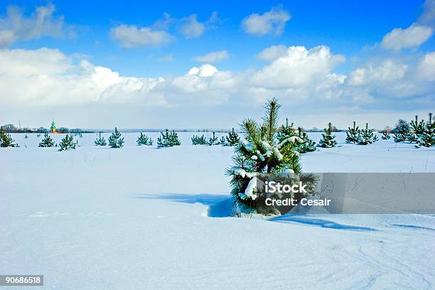 Junge Pine Im Schnee Stockfoto und mehr Bilder von Baum - Baum, Europa - Kontinent, Europäischer Abstammung