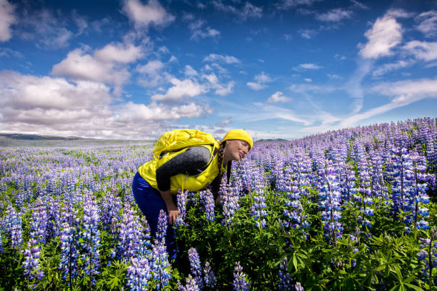lupine blumenfeld in island - lupine single flower flower blue stock-fotos und bilder