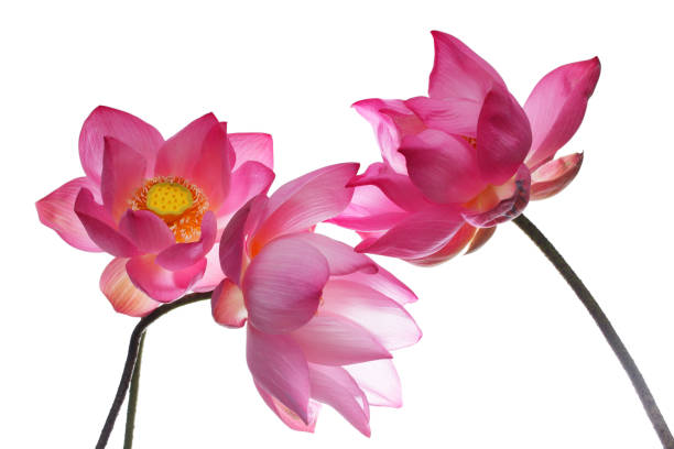 istock beautiful blooming lotus flower isolated on white background. 906865908
