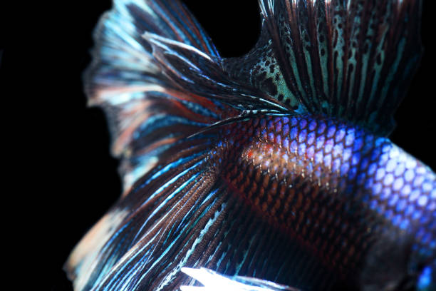 istock close up of Betta Siamese fighting fish, Betta splendens Pla-kad 906866174