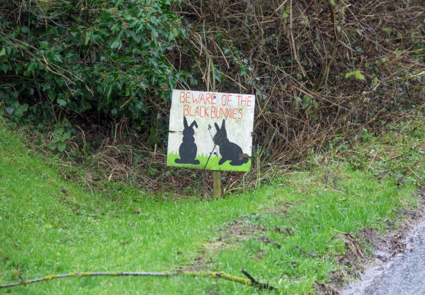 istock Black Bunny Sign on Verge 906866260