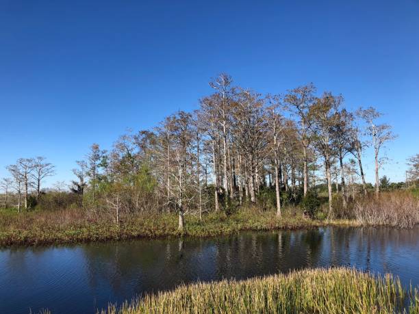 istock windy winter swamp landscape 906866502
