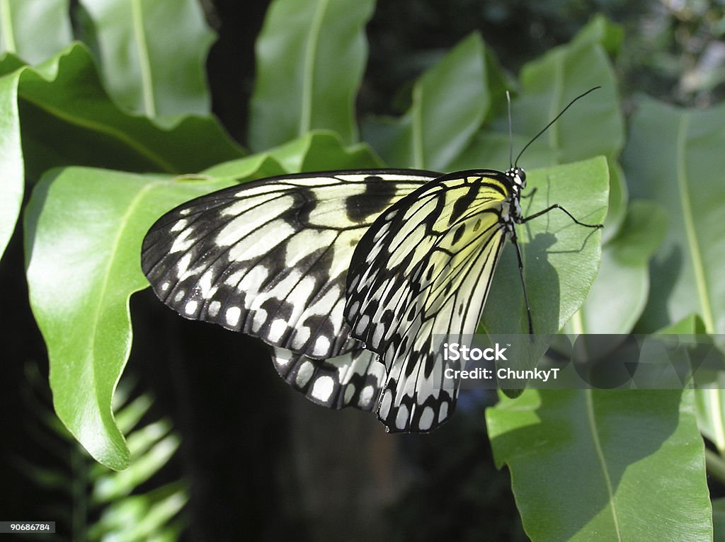 Черный, белый & Желтая бабочка - Стоковые фото Бабочка роялти-фри