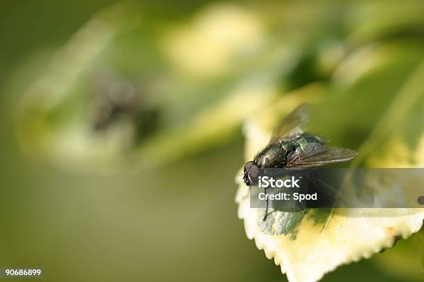 Volare 001 - Fotografie stock e altre immagini di Ala di animale - Ala di animale, Ambiente, Animale nocivo