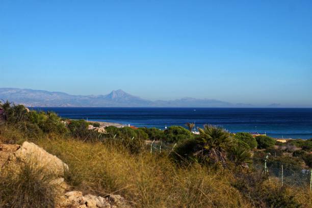 istock Vegetation in cliffs of the Alicante coast 906871658