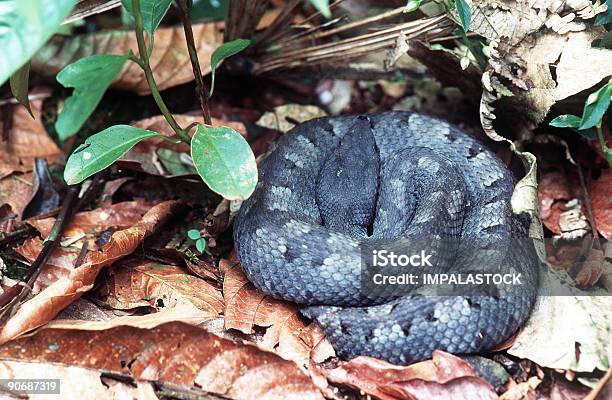 Viper Stockfoto und mehr Bilder von Amerikanische Lanzenotter - Amerikanische Lanzenotter, Blatt - Pflanzenbestandteile, Farbbild