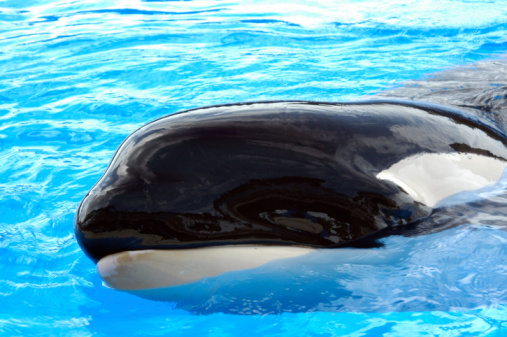 Orcinus orca photo