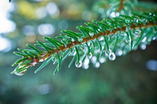 istock Branch of green spruce 906875010