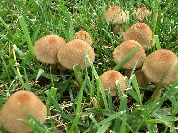 mushrooms in the grass 1 stock photo