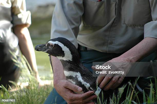 Photo libre de droit de Manchot Avec Traitement banque d'images et plus d'images libres de droit de Animaux en captivité - Animaux en captivité, Couleur noire, D'ascendance européenne